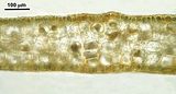 Dictyota spiralis6